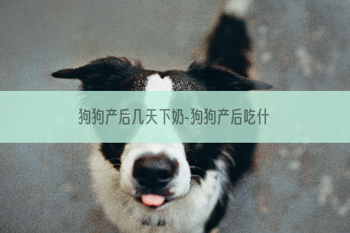 狗狗产后几天下奶-狗狗产后吃什么下奶多