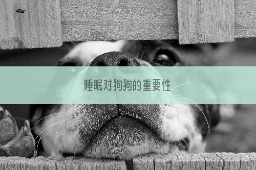 睡眠对狗狗的重要性
