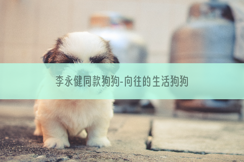 李永健同款狗狗-向往的生活狗狗是什么品种