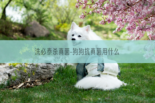 洗必泰杀真菌-狗狗抗真菌用什么药