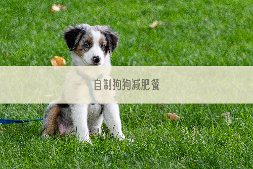 自制狗狗减肥餐