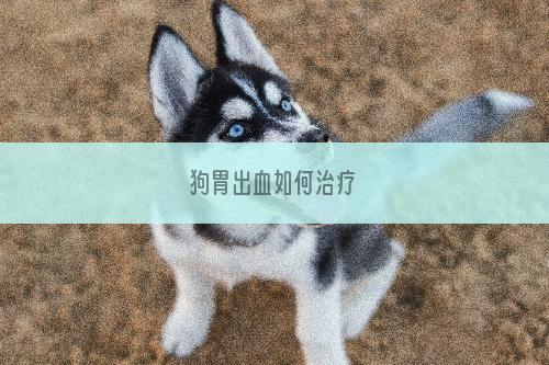 狗胃出血如何治疗