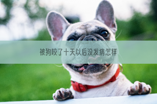 被狗咬了十天以后没发病怎样