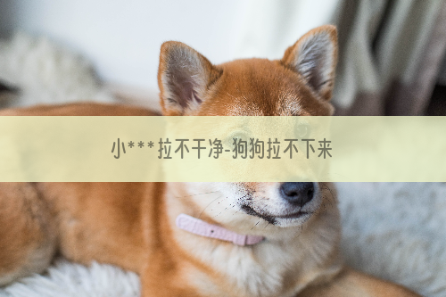 小***拉不干净-狗狗拉不下来屎怎么办？