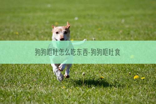 狗狗呕吐怎么吃东西-狗狗呕吐食物