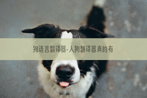 狗语言翻译器-人狗翻译器真的有用吗？