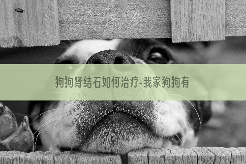 狗狗肾结石如何治疗-我家狗狗有肾结石