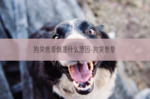 狗突然晕倒是什么原因-狗突然晕倒