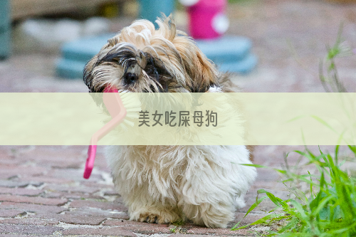 美女吃屎母狗