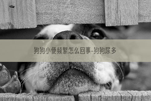 狗狗小便频繁怎么回事-狗狗尿多怎么办？
