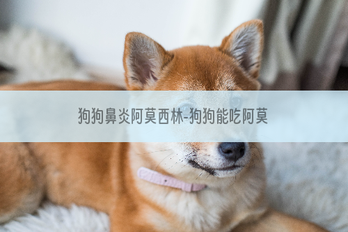 狗狗鼻炎阿莫西林-狗狗能吃阿莫西林吗