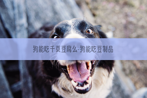 狗能吃千页豆腐么-狗能吃豆制品吗?