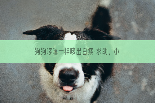 狗狗哮喘一样咳出白痰-求助，小狗像哮喘一样，咳的非常厉害