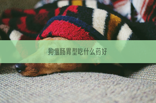 狗瘟肠胃型吃什么药好