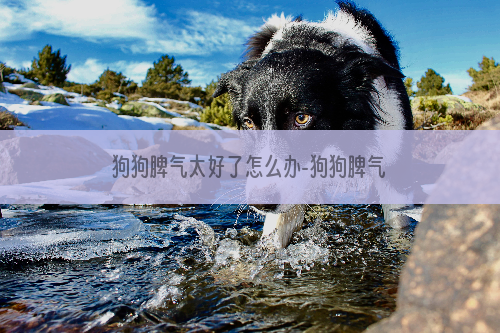 狗狗脾气太好了怎么办-狗狗脾气暴躁怎么办