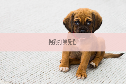 狗狗打架受伤