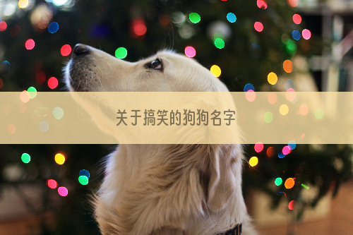 关于搞笑的狗狗名字