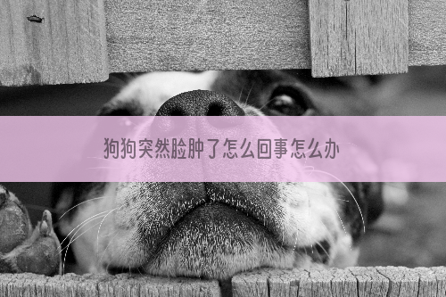 狗狗突然脸肿了怎么回事怎么办