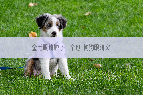 金毛眼睛肿了一个包-狗狗眼睛突然肿起来了，是怎么回事，