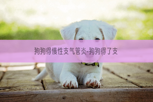 狗狗得慢性支气管炎-狗狗得了支气管炎怎么办?