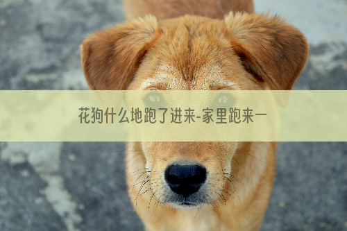 花狗什么地跑了进来-家里跑来一条狗预兆什么