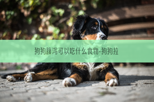狗狗腹泻可以吃什么食物-狗狗拉肚子后吃什么东西