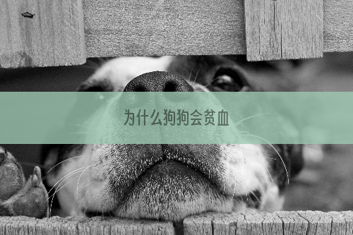 为什么狗狗会贫血