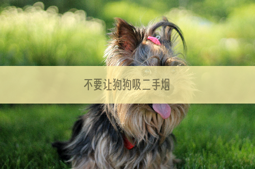 不要让狗狗吸二手烟
