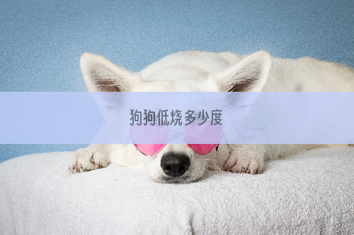 狗狗低烧多少度