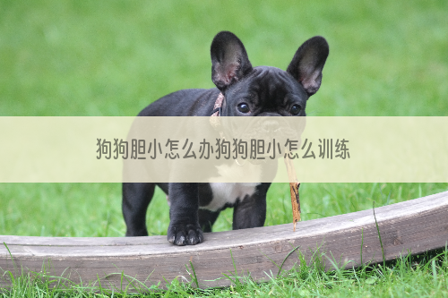 狗狗胆小怎么办狗狗胆小怎么训练