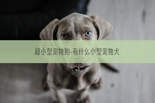 超小型宠物狗-有什么小型宠物犬