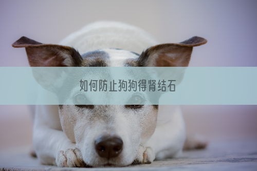 如何防止狗狗得肾结石