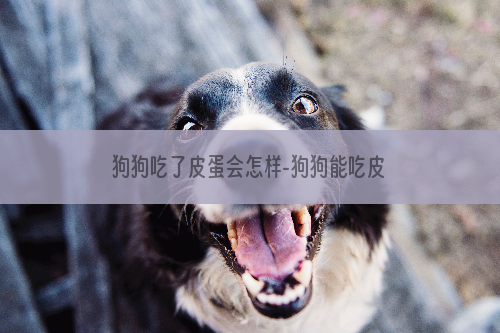 狗狗吃了皮蛋会怎样-狗狗能吃皮蛋瘦肉粥吗？