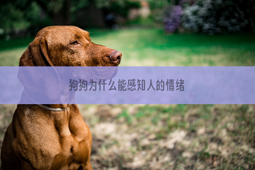 狗狗为什么能感知人的情绪