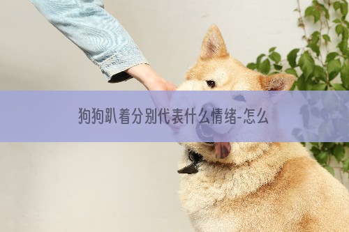 狗狗趴着分别代表什么情绪-怎么判断狗狗的情绪？