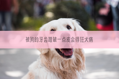 被狗的牙齿蹭破一点皮会得狂犬病