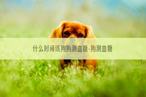什么时间该狗狗测血糖-狗测血糖怎么测