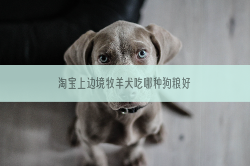 淘宝上边境牧羊犬吃哪种狗粮好