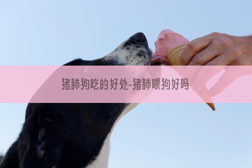 猪肺狗吃的好处-猪肺喂狗好吗