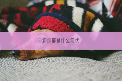 狗抑郁是什么症状