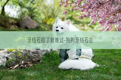 牙结石扣了好难过-狗狗牙结石会脱落吗