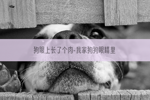 狗眼上长了个肉-我家狗狗眼睛里长了一个肉疙瘩怎么办？