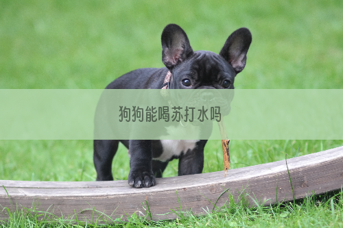 狗狗能喝苏打水吗