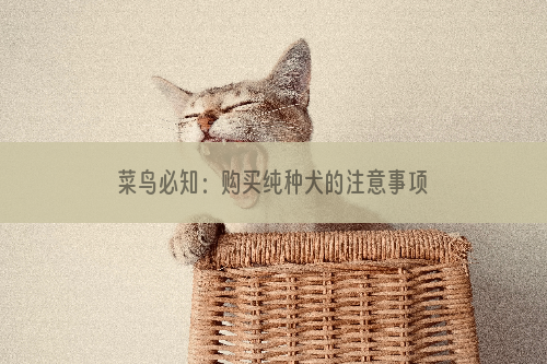 菜鸟必知：购买纯种犬的注意事项