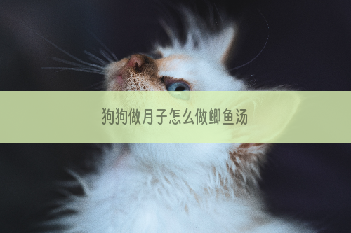 狗狗做月子怎么做鲫鱼汤