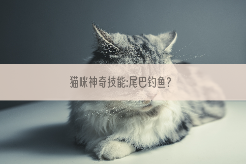 猫咪神奇技能:尾巴钓鱼？