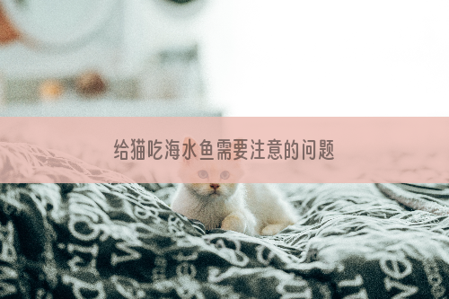 给猫吃海水鱼需要注意的问题