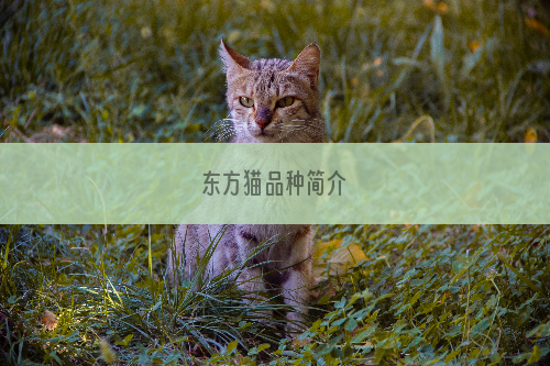 东方猫品种简介