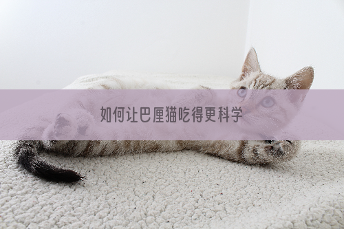 如何让巴厘猫吃得更科学