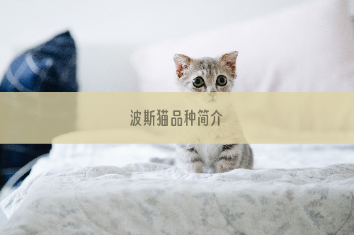 波斯猫品种简介